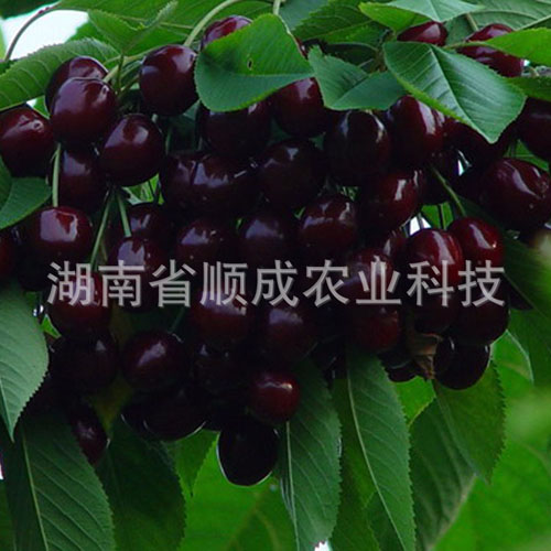 南方、進口黑櫻桃