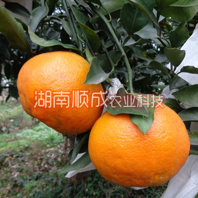 春見雜柑 又名春見、春見桔橙